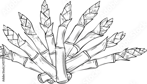 bamboo stems isolated on a transparent background. handful fresh bamboo shoots, cutout png.aesthetic, clip, group, growth, minimal, row, transparent, cut-out, ecology, shoot, stack, stem, arranged, 