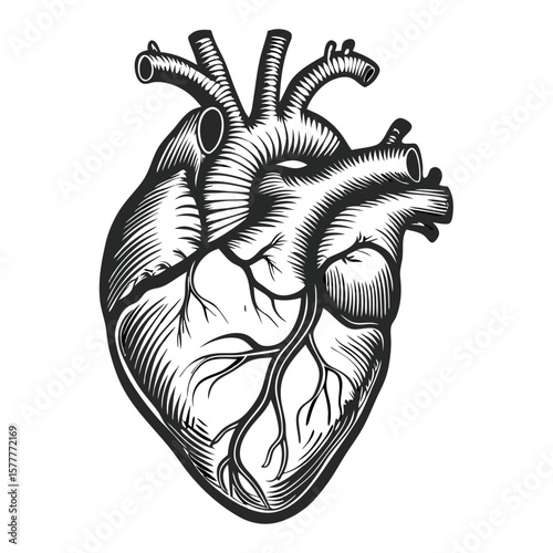 Hand-drawn engraving of heart anatomy is displayed, including the aorta, ventricles, and other structures. Heart engraving illustrates biological details, vascular system.
