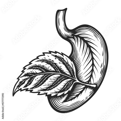 Hand-drawn engraving shows stomach with leaf. Stomach with leaf concept features detailed etching and organic combination, illustrating digestive health.