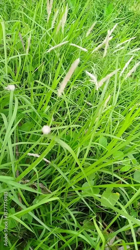 Serene Meadow Grass: Gentle Breeze, Lush Green Foliage, 4K Nature Stock Footage