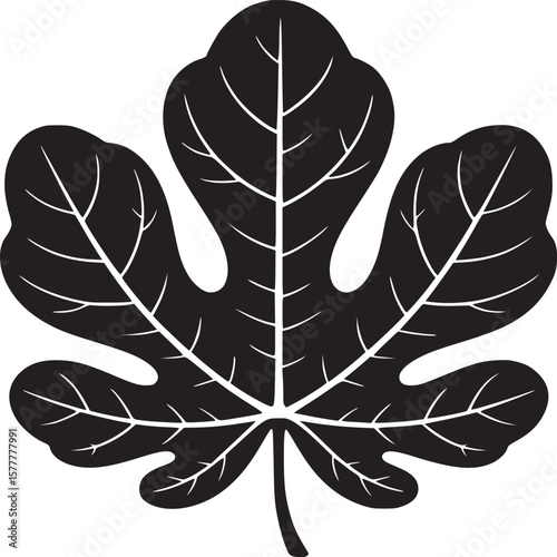 Isolated vector illustration of a fig leaf in black and white for botanical design and decoration