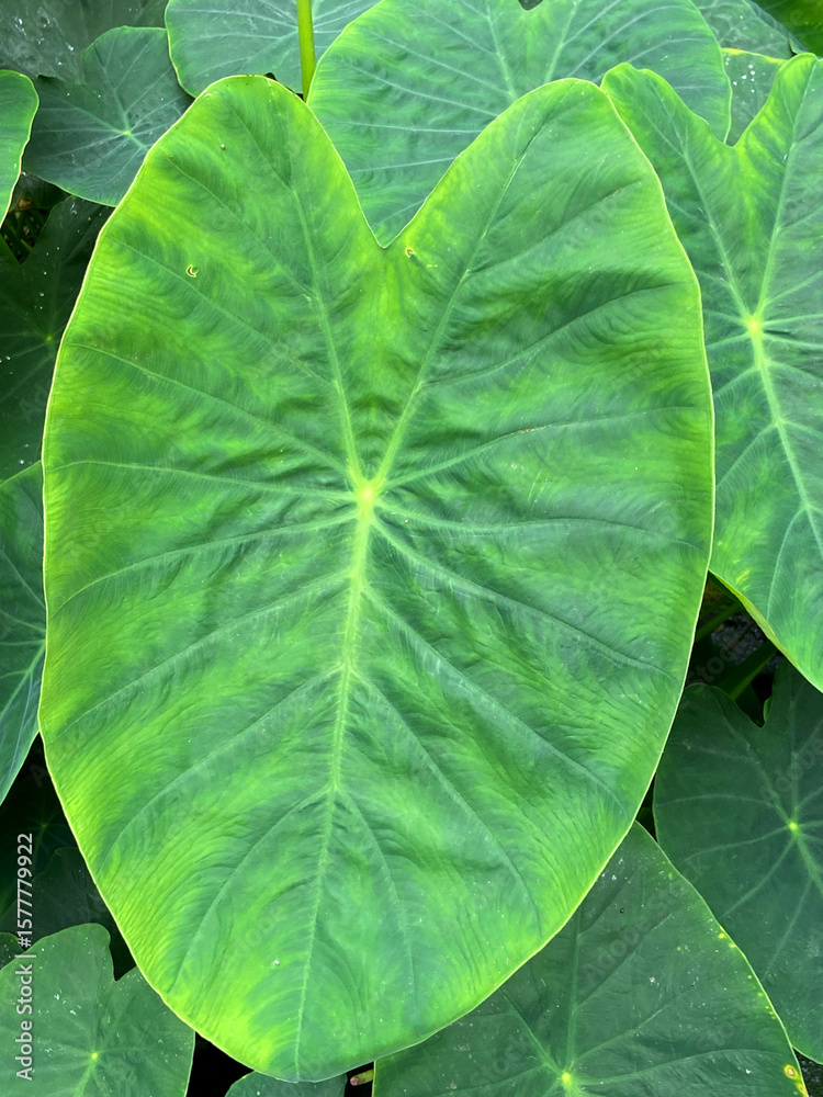 Ταπετσαρία Colocasia esculenta , Elephant ears or Hawaiian punch plant fresh green tropical leaves close up