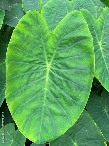 Foto Colocasia esculenta , Elephant ears or Hawaiian punch plant fresh green tropical leaves close up