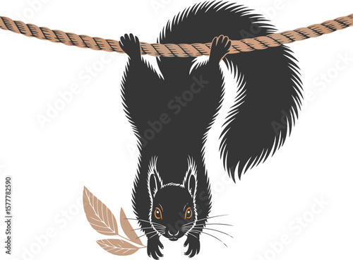 A playful black squirrel hangs upside down from a rope.