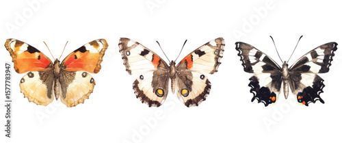 Three watercolor butterfly species illustration on white background