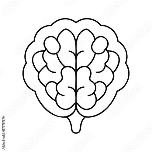 Outline brain on showing cerebral hemispheres stem anatomy science