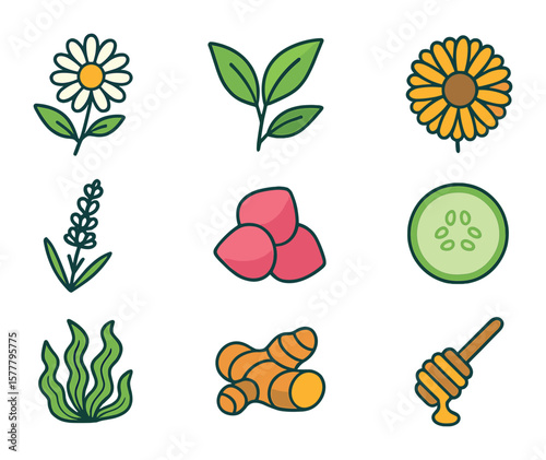 Botanical Skincare Icons. Flat icon set of botanical skincare ingredients: chamomile flower, green tea leaf,