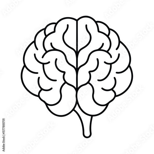 Handdrawn Outline Brain on Showing Cerebral Hemispheres Stem cerebrum human