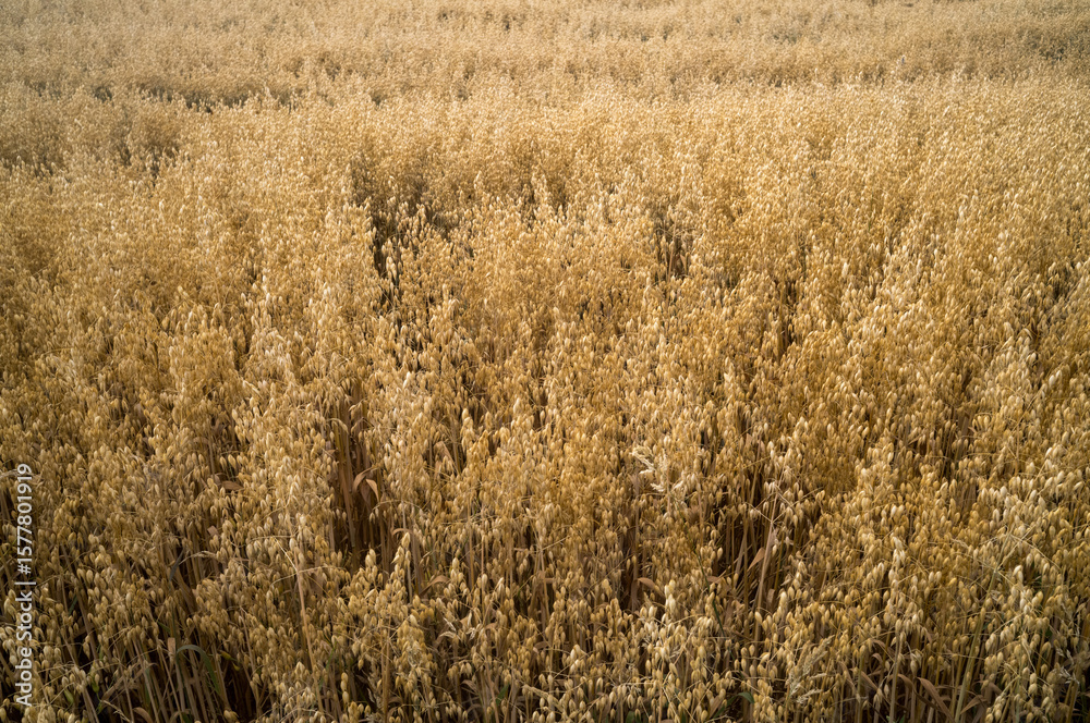 Obraz premium Golden oat field growing in summer sunlight