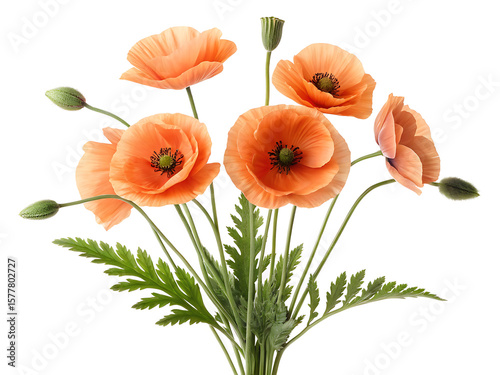 Wallpaper Mural A bouquet of peach colored poppies with green stems and leaves against a white background in a studio shot Torontodigital.ca