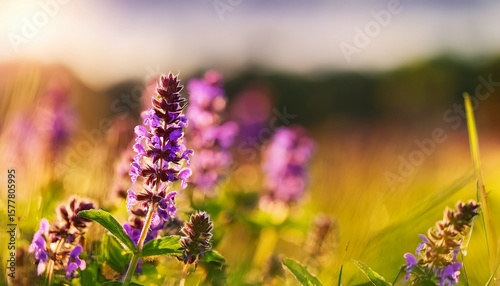 meadow flower prunella vulgaris growing on sunny summer meadow close up