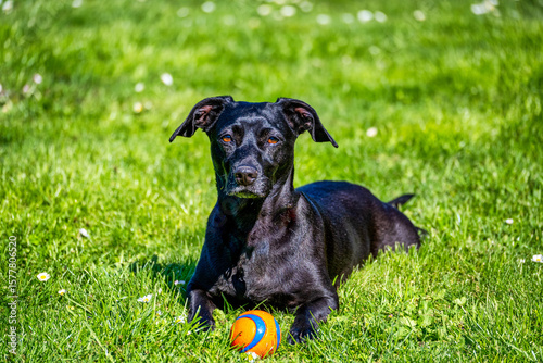 Cute dog playing with his ball
