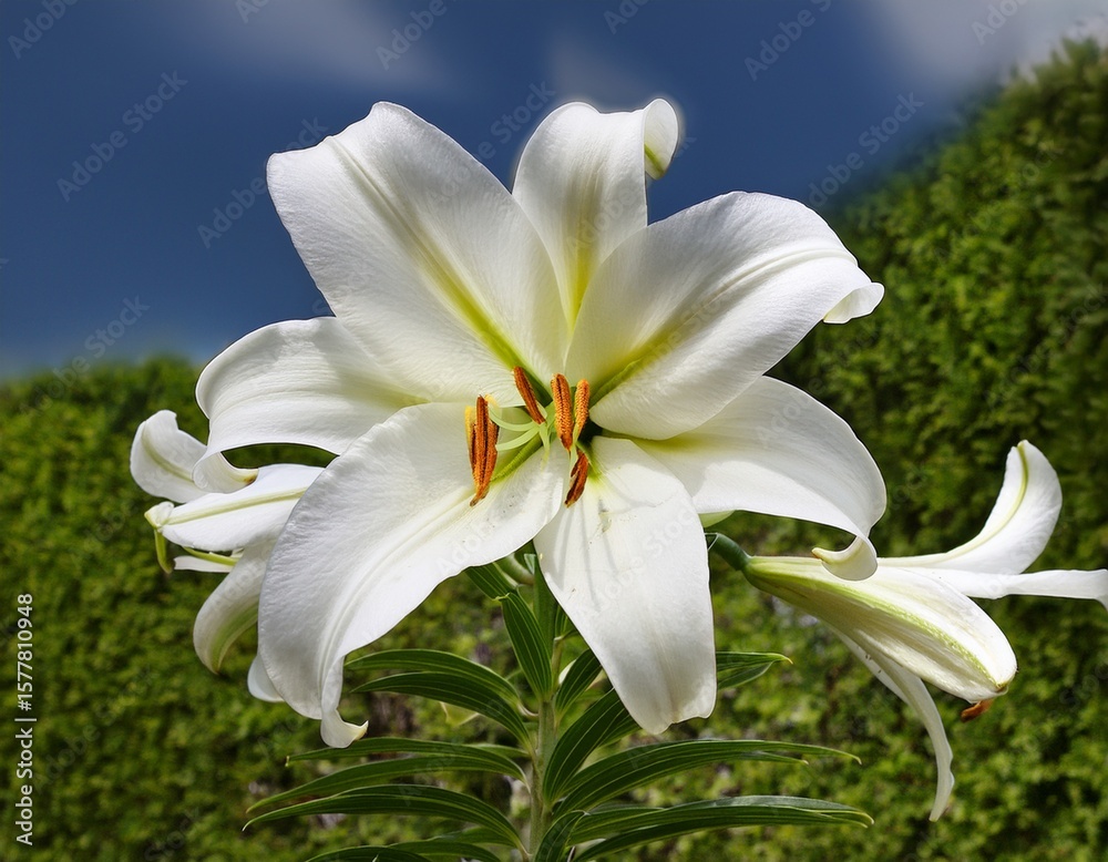 Fototapeta premium simple flowering garden plant white lily