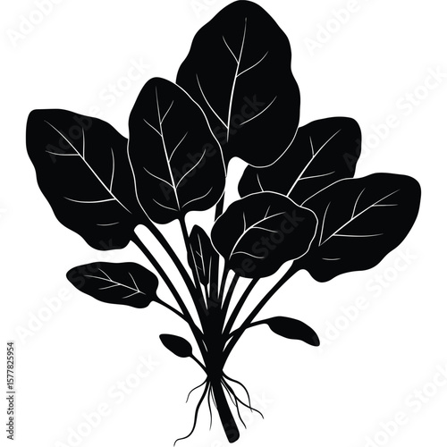 Black Silhouette of Spinach Plant, Fresh Vegetable