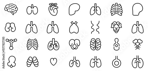 Thin linear vector set of human body anatomy and internal organs. Clean, minimal line design suitable for medical apps, health infographics, education and clinical presentations.