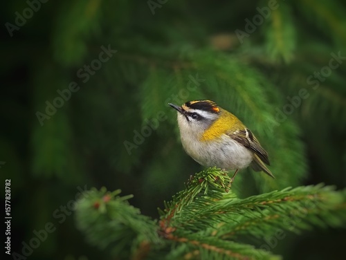Common Firecrest (Regulus ignicapilla) in the forrest, green backgroun