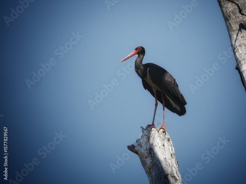Black Stork (Ciconia nigra) standing proudly against a clear blue sky.