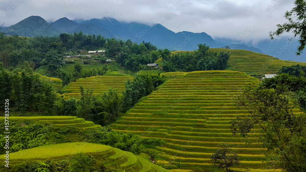 Fototapeta premium Beautiful Golden Rice Fields