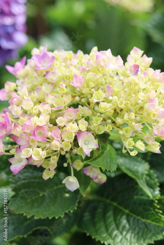 Closeup of creamy yellow hydrangea flowers with light pink tips, blooming in garden daylight.