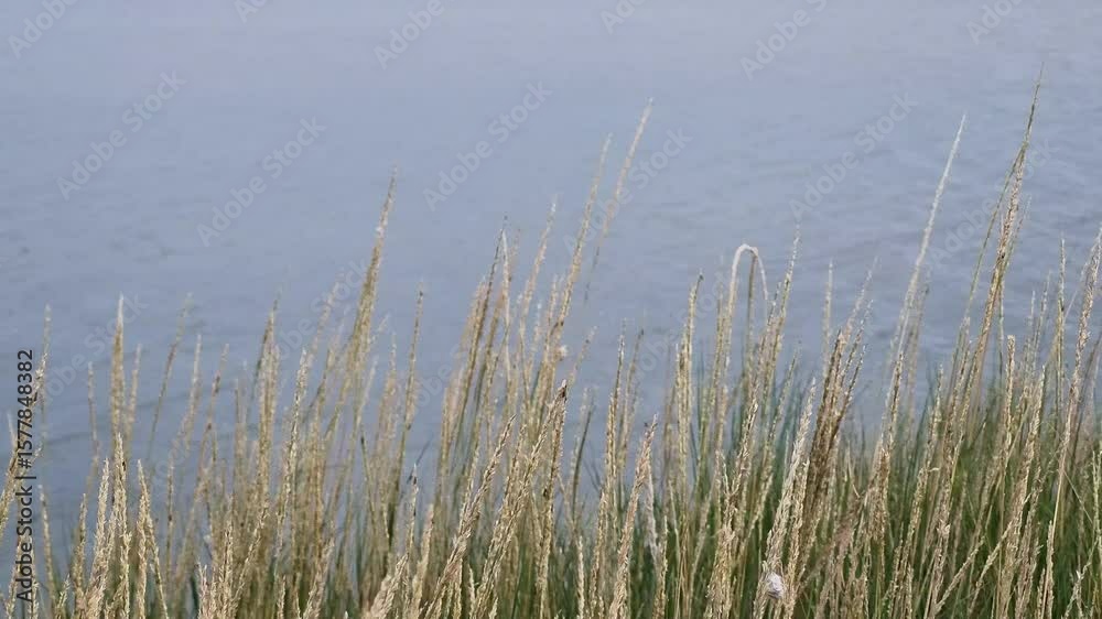 View of wild grass on the edge of the lake with cloudy sky. View of wild grass on the edge of the lake with cloudy sky.