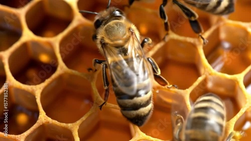 Ultra-close macro of honeybees crawling over honeycomb cells, with visible pollen particles clinging to their bodies. The shot focuses on the fine details of hair, wings, and hexagonal wax patterns.

