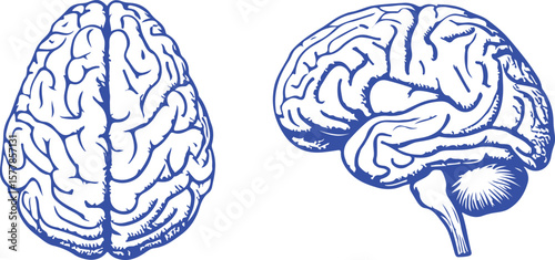 Human brain anatomical illustration anatomy medical