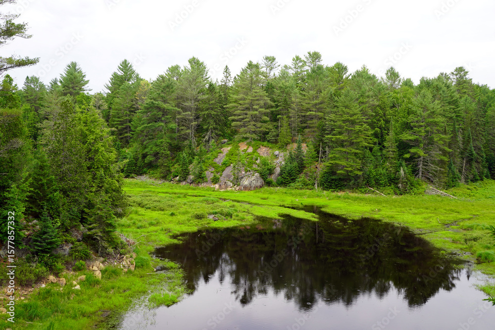 Fototapeta premium A dark, reflective pool of water sits amidst vibrant green marshland, backed by a rocky, evergreen forest under an overcast sky