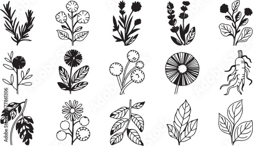 Collection of Hand-Drawn Botanical Illustrations Herbs, Flowers, and Plants