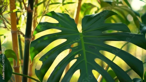 Slow Motion of Green Leaves Swaying Gently in the Wind