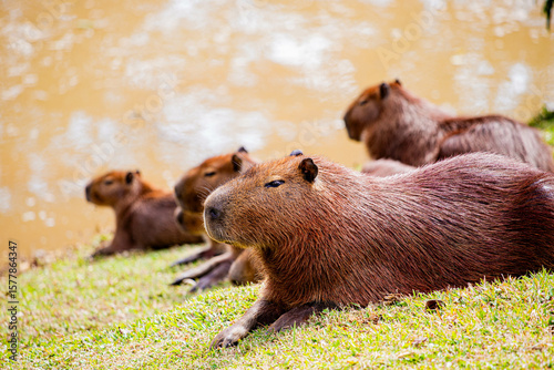 CAPIVARA Hydrochoerus hydrochaeris