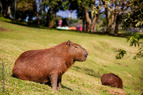 CAPIVARA Hydrochoerus hydrochaeris
