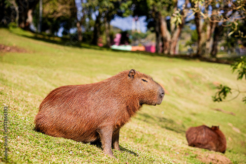 CAPIVARA Hydrochoerus hydrochaeris