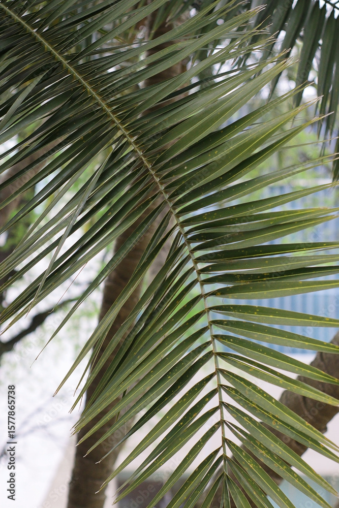 Fototapeta premium Closeup of palm tree leaves showing bright green lines and natural symmetry in daylight. Suitable for tropical, botanical, eco, or background design projects and commercial prints.