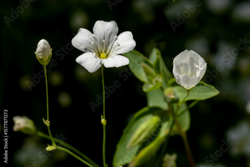 Baby's breath flowers (gypsophila elegans) blooming on a summer day isolated on a dark background. Closeup photo. 