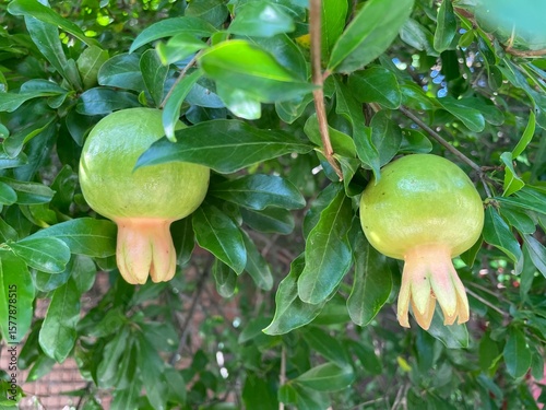 Branch with two ripening pomegranates among green leaves close-up