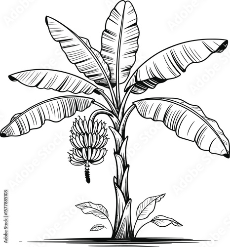 Detailed black and white illustration of a mature banana tree with a bunch of bananas isolated on white background