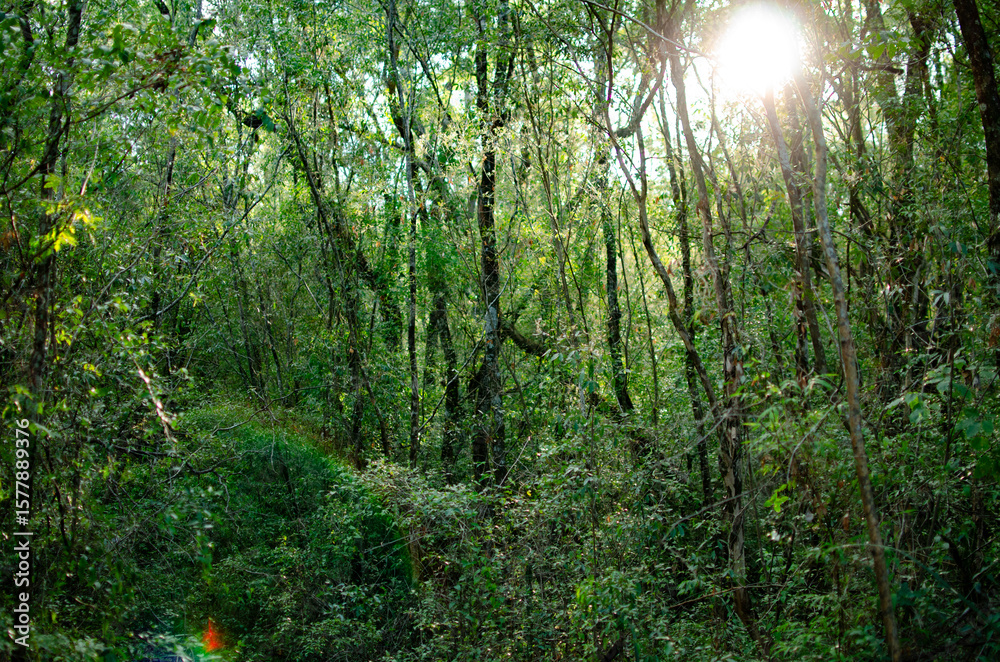 Obraz premium Monte de Misiones