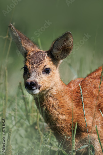 A close-up portrait of a young Roe Deer (Capreolus capreolus), captured on a bright and sunny summer day.
