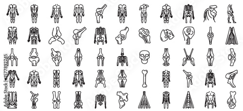 Collection of black and white anatomical illustrations of human skeletal system components.