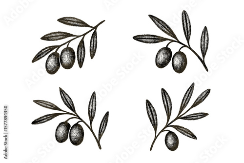 Elegant botanical illustrations of olive branches showcasing rich detail and fine line work
