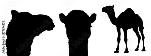 black silhouette of camel