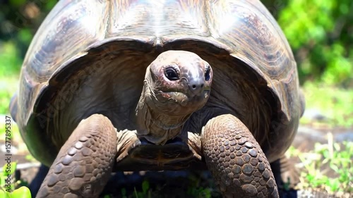 Close-up of a large tortoise
