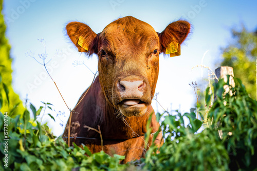 Curious Brown Cow Peeking Over Green Foliage on a Sunny Day