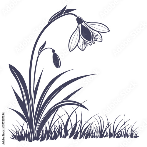 black and white wild violet flower