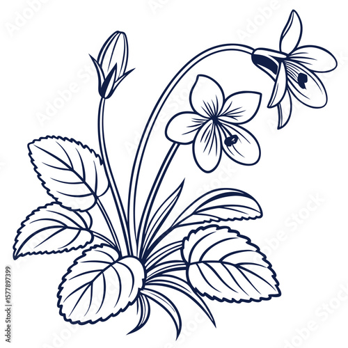 vector illustration of wild violet flower