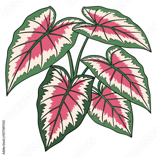 vector illustration of wax plant hoya carnosa