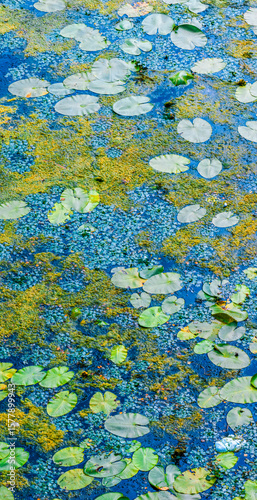 Water lily pads floating on a pond covered with duckweed