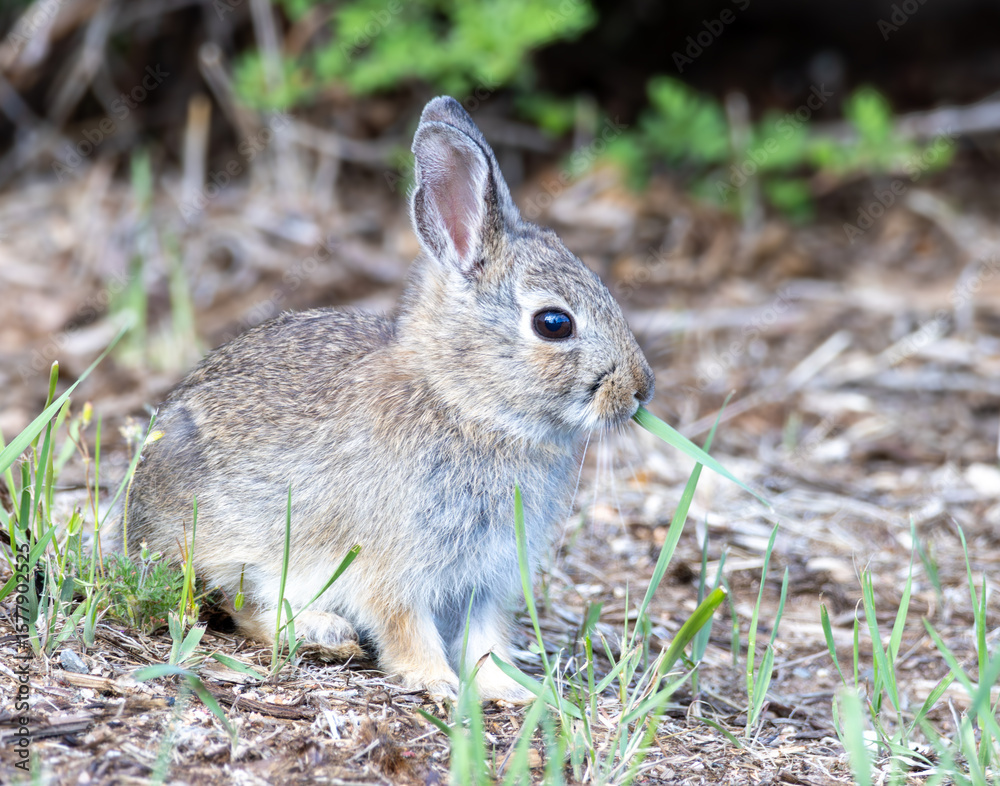 Fototapeta premium rabbit in the grass