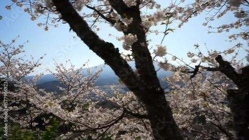 View of mount fuji through cherry blossom trees with blue sky in background on a sunny day scenery