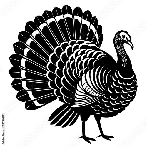 A black and white turkey isolated on white background